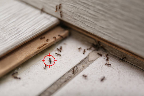 Best Pest Prevention Services  in Lyons, OR