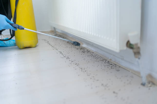Best Ant Control Services  in Lyons, OR